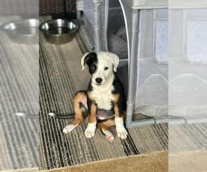 Australian Shepherd-Unknown Mix Dogs for adoption in San Antonio, TX, USA