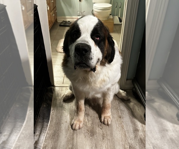 Medium Photo #1 Saint Bernard Puppy For Sale in PROSPER, TX, USA