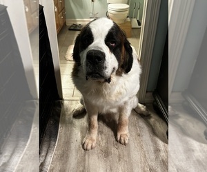 Father of the Saint Bernard puppies born on 07/05/2026