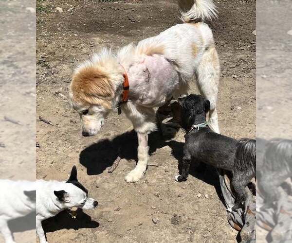Medium Photo #4 Great Pyrenees-Unknown Mix Puppy For Sale in Dallas, TX, USA