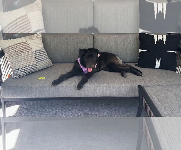 Medium Photo #3 Labradoodle Puppy For Sale in Woodland Hills, CA, USA