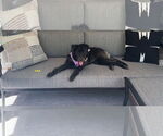 Small #2 Labradoodle