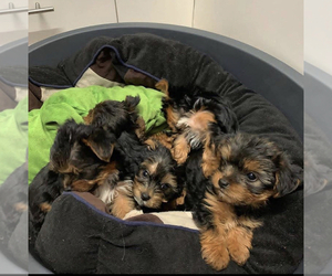 -Yorkshire Terrier Mix Puppy for sale in BROWNSTOWN, MI, USA