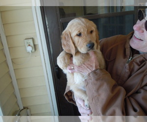 Golden Retriever Puppy for sale in ALLIANCE, NE, USA