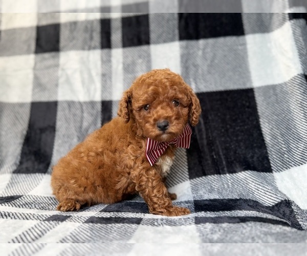 Medium Photo #1 Goldendoodle (Miniature) Puppy For Sale in LAKELAND, FL, USA