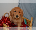 Puppy Arrow Golden Retriever