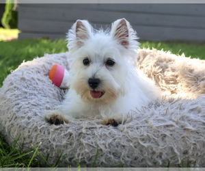 West Highland White Terrier Puppy for sale in SYRACUSE, IN, USA