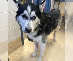 Siberian Husky Dog for Adoption in Petaluma, California USA