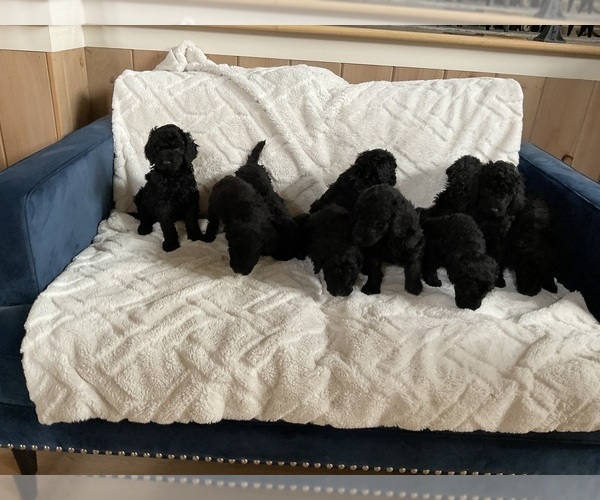 Medium Photo #1 Poodle (Standard) Puppy For Sale in COLUMBIANA, OH, USA