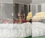 Small #2 Miniature Pinscher