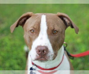 American Pit Bull Terrier-Pointer Mix Dogs for adoption in Cookeville, TN, USA