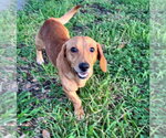 Small #4 Dachshund Mix