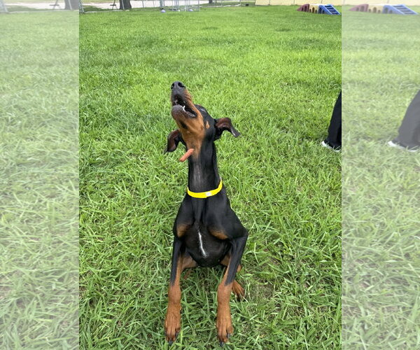 Medium Photo #3 Doberman Pinscher Puppy For Sale in Houston, TX, USA