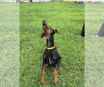 Small #2 Doberman Pinscher
