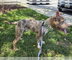 Small #2 American Pit Bull Terrier Mix
