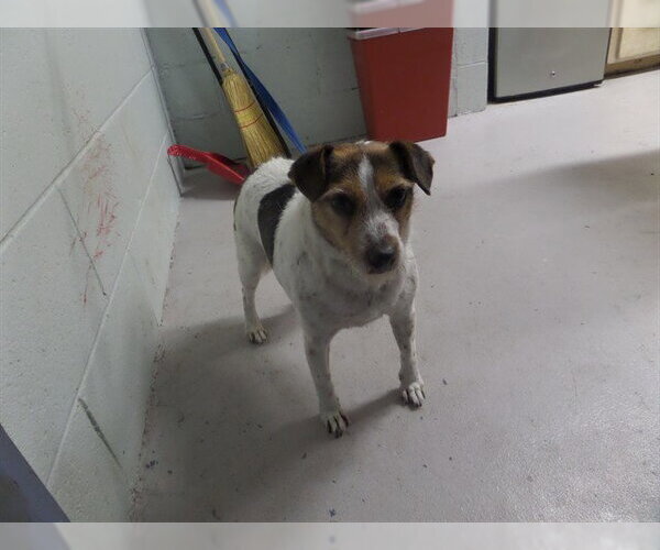 Medium Photo #1 Parson Russell Terrier-Unknown Mix Puppy For Sale in Augusta, GA, USA