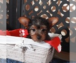Small #1 Yorkshire Terrier