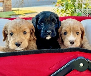 Cavapoo Puppy for sale in GRESHAM, OR, USA