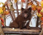 Small Photo #3 Pomsky Puppy For Sale in RAMONA, CA, USA