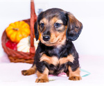 Puppy 2 Dachshund