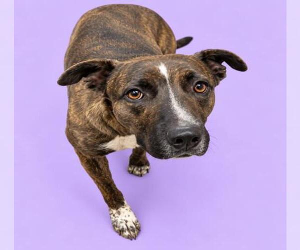 Medium Photo #1 Mutt Puppy For Sale in HESPERIA, CA, USA