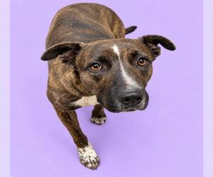 Mutt Dogs for adoption in HESPERIA, CA, USA