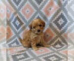 Small Photo #5 Poodle (Miniature) Puppy For Sale in DUNNVILLE, KY, USA
