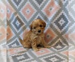 Small #4 Poodle (Miniature)