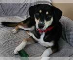 Small #17 Mutt