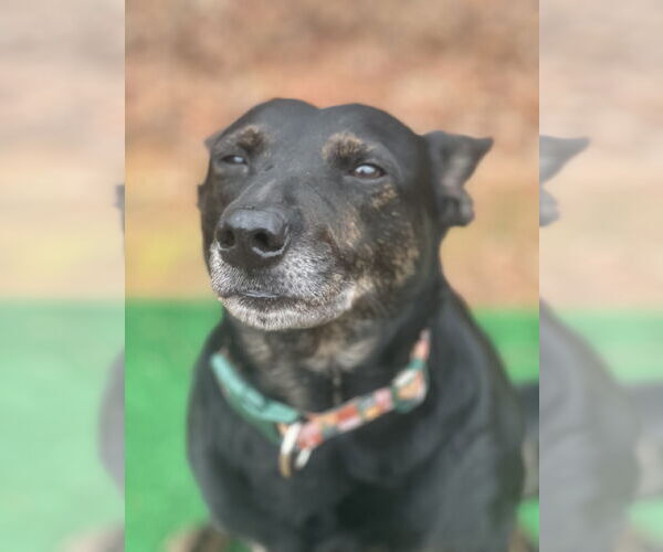 Medium Photo #5 Mutt Puppy For Sale in Lakemont, GA, USA