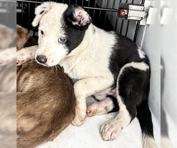 Medium Photo #2 Mutt Puppy For Sale in Houston, TX, USA