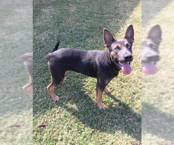 Medium Photo #1 Australian Kelpie-Unknown Mix Puppy For Sale in Grovetown, GA, USA