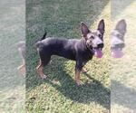 SCOUT - Male Australian Kelpie-Unknown Mix Dog for Adoption - Small photo
