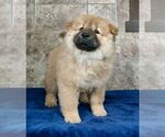 Small Photo #5 Chow Chow Puppy For Sale in NAPPANEE, IN, USA