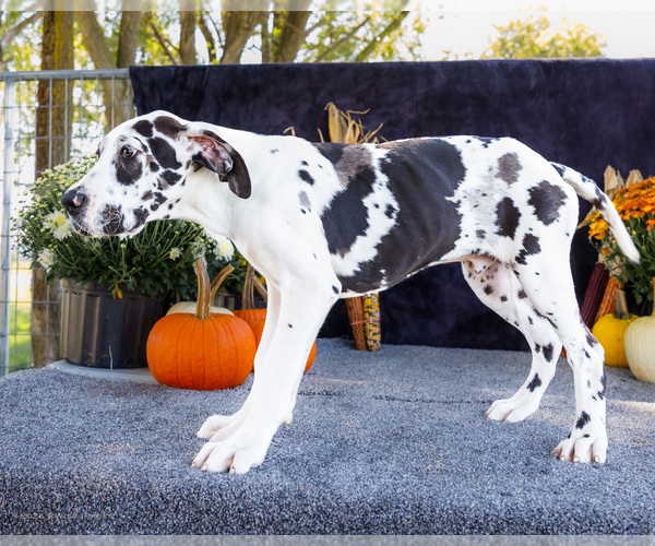 Medium Photo #6 Great Dane Puppy For Sale in WAKARUSA, IN, USA