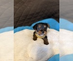 Small #3 Yorkshire Terrier