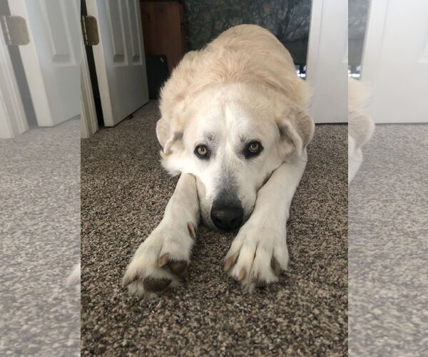 Medium Photo #7 Great Pyrenees-Unknown Mix Puppy For Sale in Fort Collins, CO, USA