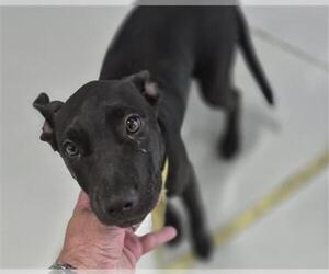 Labrador Retriever-Unknown Mix Dogs for adoption in Temple, TX, USA