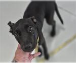 Small Labrador Retriever Mix