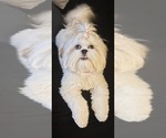 Small Photo #1 Lhasa Apso Puppy For Sale in GIBSONTON, FL, USA
