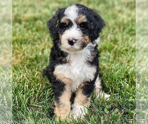 Bernedoodle Puppy for sale in CONESTOGA, PA, USA