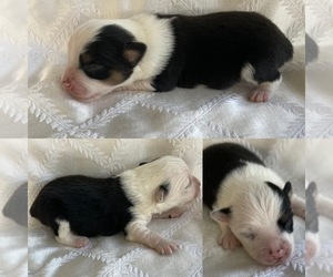 Miniature Australian Shepherd Puppy for sale in LAKE BUTLER, FL, USA
