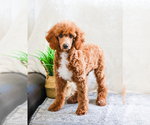 Small Photo #3 Poodle (Toy) Puppy For Sale in SYRACUSE, IN, USA
