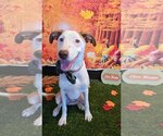 Small Photo #35 Labrador Retriever-Unknown Mix Puppy For Sale in San Diego, CA, USA