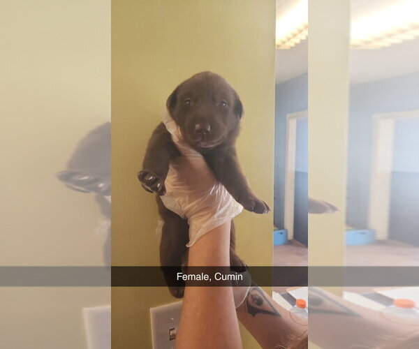 Medium Photo #4 Labsky Puppy For Sale in Evansville, IN, USA