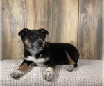 Puppy 3 Border Collie-Texas Heeler Mix