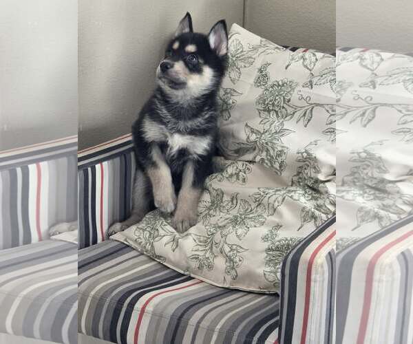 Medium Photo #10 Siberian Husky-Unknown Mix Puppy For Sale in McKinney, TX, USA