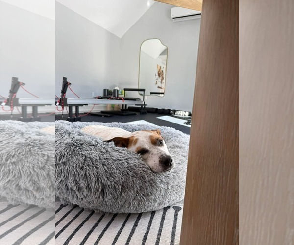 Medium Photo #15 Mutt Puppy For Sale in Boonton, NJ, USA