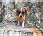 Small #4 Cavalier King Charles Spaniel-Jack Russell Terrier Mix