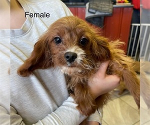 Cavapoo Puppy for sale in ROANOKE, IL, USA